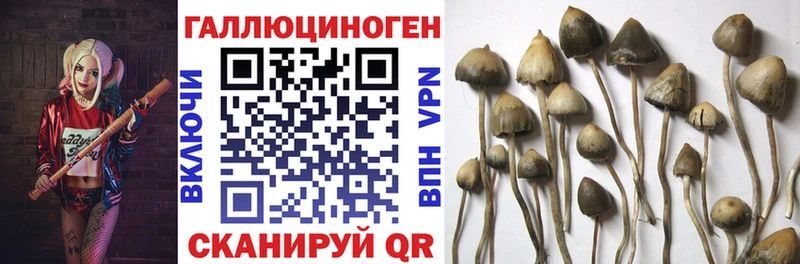 Псилоцибиновые грибы мухоморы  Купить где  Елизаветинская 